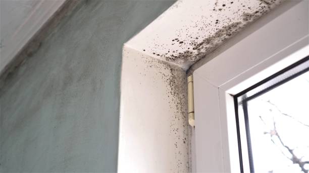 Best Residential Mold Inspection & Testing  in Central High, OK